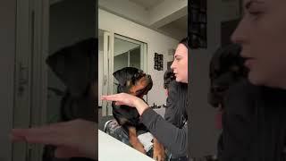 I pretend she bit me, her reaction was priceless rottweiler apologized in her own way  #Shorts