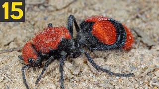 15 MOST HAIRY Insects