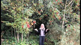 Magic of the Rowan Tree (Mountain Ash) @OSTENTUM1