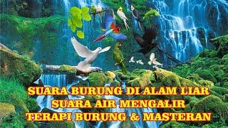 Suara burung liar dan suara air di hutan membuat suasana nyaman dan damai untuk terapi dan meditasi