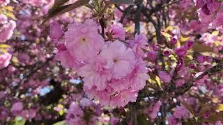 Cherry #blossom in #centralpark #2024 April