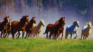 1 Hour Relax with WILD HORSES (Mustang) & Music