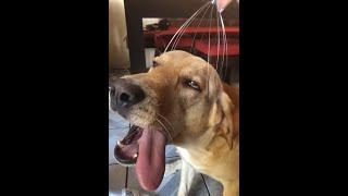  Enjoy baby!  Funny video with dogs and cats! 