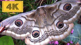 Small emperor moth - Saturnia pavoniella 4K Quality HD No Commentary (Saturniidae)