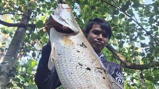 MONSTER BARAMUNDI | Joran UL hampir patah!!