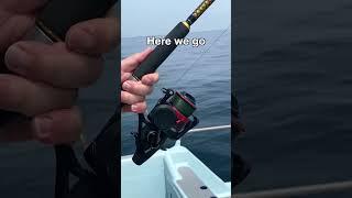 Perfect reel for live baiting monster sailfish | Penn Fierce IV Live Liner