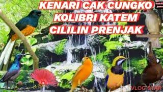 MASTERAN BURUNG MURAI BATU CEPAT GACOR