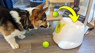 Mini Dog Tennis Ball Launcher | Indoor Demo and Review!