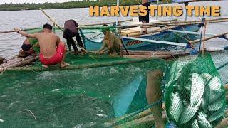 HARVESTING TIME/ Ito na Ang pinakahihintay Ng lahat