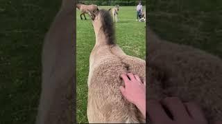 Funny donkey Video || Funny animals that have passion with human, Try not to laugh