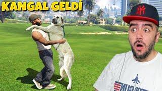 KANGAL KÖPEK GELDI GEZERKEN YENI KÖPEK BULDUM! - GTA 5 MODS