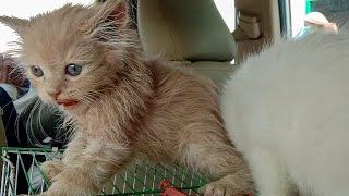 Two Adopted Cute Persian  Kittens Meowing Loudly For Mom Cat