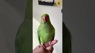 Parrot Calling Sound#1#shorts #parrot