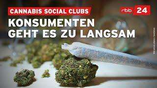 Wie sich Berliner Social Clubs auf den Cannabis-Anbau vorbereiten