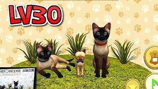 Cat Simulator 2021  LV30  Farming ATTACK Android İOS Gameplay