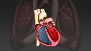 The cardiac cycle