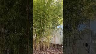 Bamboo tree and the birds