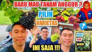 Varietas Anggur Yang Mudah Berbuah Di Indonesia||Apa Aja YaBibit Anggur