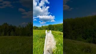 NATURE OF RUSSIA️ #horse #horseriding #stable #shortvideo