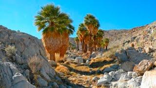 Цветущая пустыня Анза Боррего(Blooming Desert of Anza Borrego)!!!