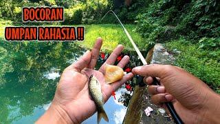 RACIKAN UMPAN UNTUK MANCING WADER UCENG DAN LAIN SEJENISNYA