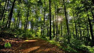  4K - Relaxing Nature Sounds For Stress Relief, Forest Sounds, Bird Song