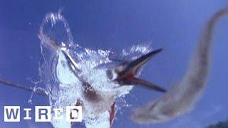 Fish Think They're Safe From Birds But the Kingfisher Is Like LOL | Absurd Creatures