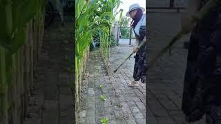 Miracle growth in the cracks of the bricks ( Corns  )#satisfying #short