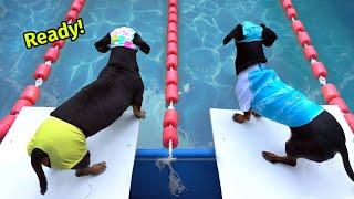 The Wienerlympics! - Cute & Funny Wiener Dog Video!