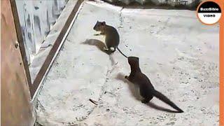 Weasel Rips a Mouse To Death ..!.. Look How He Caught it