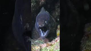 What does she say??? #morayeel #underwater #thailand #kohphangan #sailrock