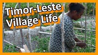 Timor-Leste - Baucau - Life in a Country Village