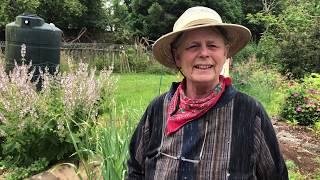 Motherwort, Leonurus cardiaca, harvest tutorial