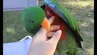 Eclectus Parrot Talking