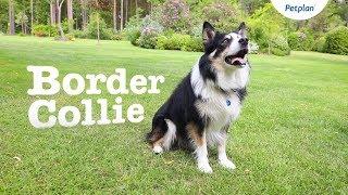 Border Collie Dog Breed Lifespan, Temperament & more | Petplan