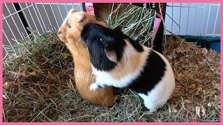 Guinea pig mating dance