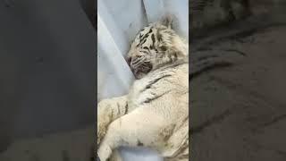 A white tiger has been evacuated from Kharkiv Feldman Ecopark.