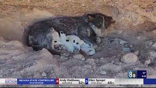 Family of blue heeler dogs found in Las Vegas desert; now rescued
