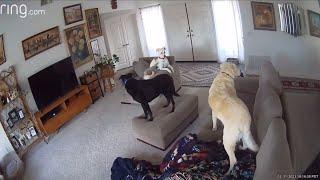 Dogs React To Southern California Earthquake