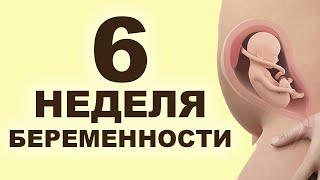 Что происходит с мамой и ребёнком на 6 неделе беременности? 2 месяц беременности. Первый триместр.