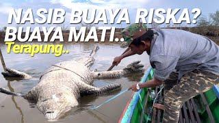 DIKEJUTKAN,BUAYA INI MATI TERAPUNG DISUNGAI,AMBO TEMUKAN,NASIB BUAYA RISKA