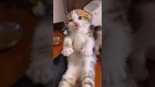 A fierce little kitten guarding its food. #cute  #kitten  #cat  #meow