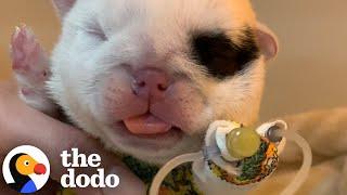 Puppy's Head Doubles In Size Overnight | The Dodo