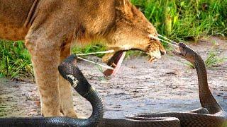Danger! The Lion King Was Bitten By A Cobra With Extremely Powerful Venom When The Lion Taunts It