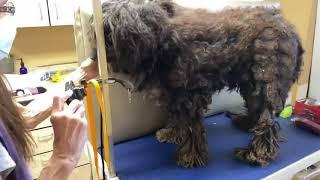 INCREDIBLE Transformation Makeover for a Painfully Matted Filthy Puppy Mill Rescue Doodle - Story