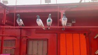 Ustad Asim Gujjar ||Jeaith Tournament 2023|| Pakistan Pigeons Club