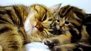 Mom Cat Talking to her Cute Meowing Kittens  20 min BONUS Video