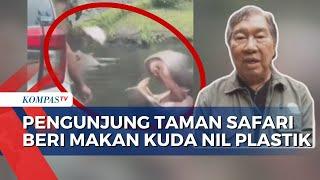 Pemilik Taman Safari Ungkap Kondisi Kuda Nil yang Sempat Makan Plastik dari Pengunjung