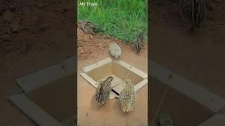 Easy DIY Making Quail Trap - Bird Trap #shorts #mytraps