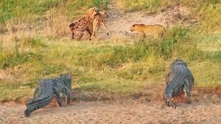 Impala Battles Leopard, Crocodiles and Hyenas